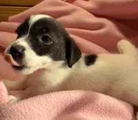 Jelly #2, a female Jack Russell Terrier for sale in Cairo, GA – 9 of 10