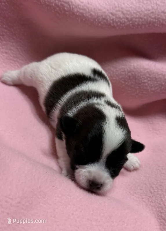 Jelly #2 – Jack Russell Terrier puppy for sale in Cairo, GA