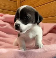Jelly #2, a female Jack Russell Terrier for sale in Cairo, GA – 8 of 10