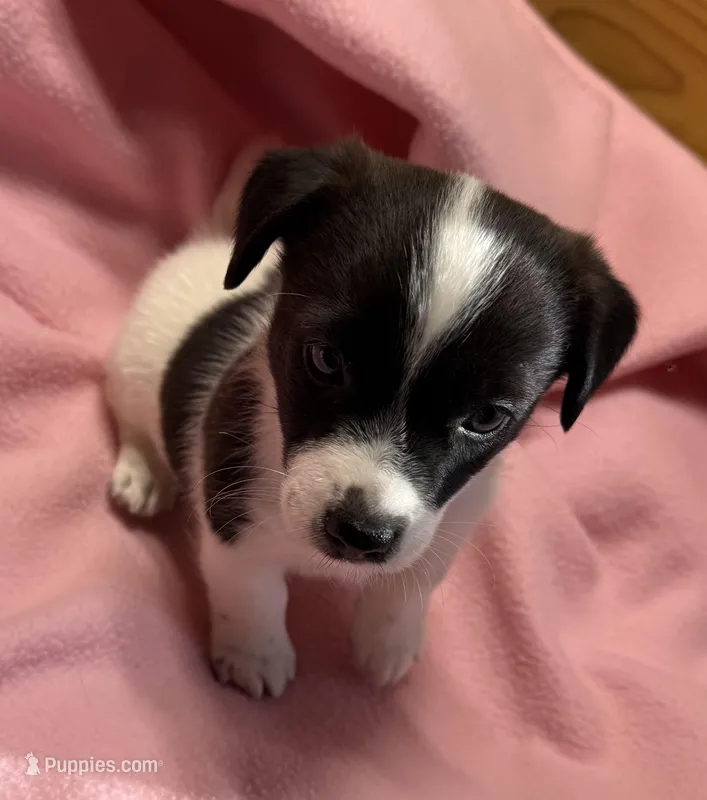 Jelly #2 – Jack Russell Terrier puppy for sale in Cairo, GA