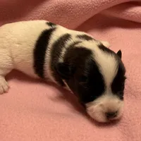 Jelly #2, a female Jack Russell Terrier for sale in Cairo, GA – Photo 5 of 7