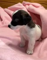 Jelly #2, a female Jack Russell Terrier for sale in Cairo, GA – 4 of 10