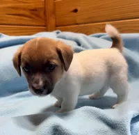 Maggie # 1 , a male Jack Russell Terrier for sale in Cairo, GA – 3 of 8