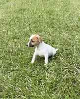Honey #2 , a female Jack Russell Terrier for sale in Cairo, GA – 3 of 7