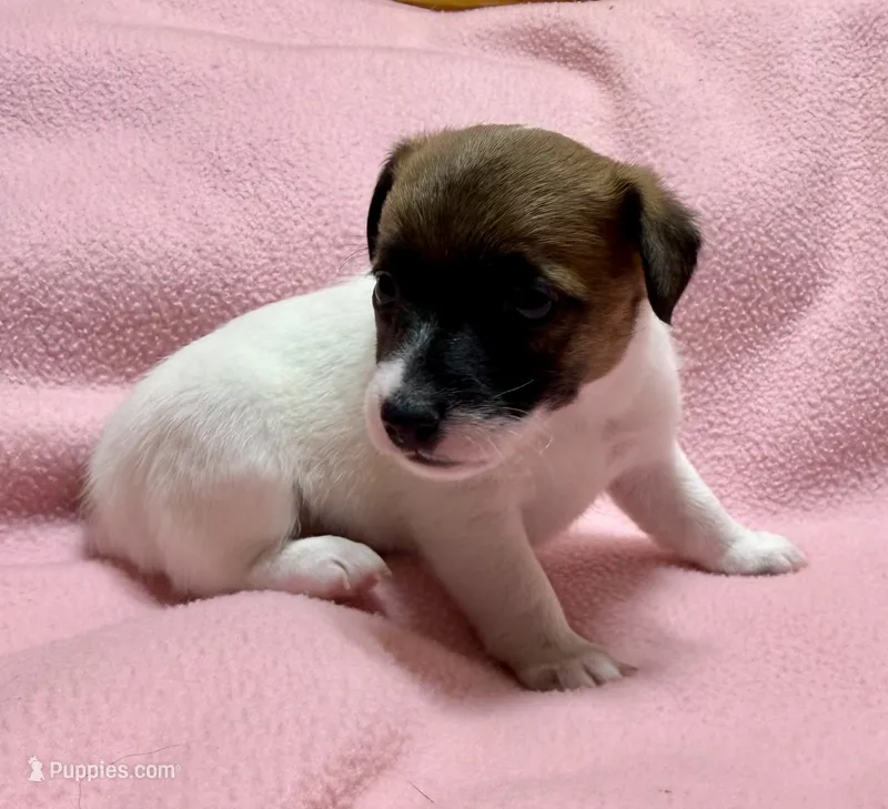 Honey # 4 – Jack Russell Terrier puppy for sale in Cairo, GA