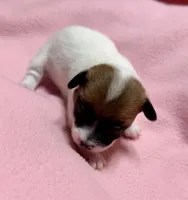 Honey # 4, a female Jack Russell Terrier for sale in Cairo, GA – 2 of 9