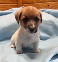 Maggie # 1 , a male Jack Russell Terrier for sale in Cairo, GA – 8 of 8