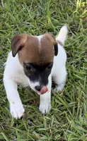 Honey #4, a female Jack Russell Terrier for sale in Cairo, GA – 6 of 8