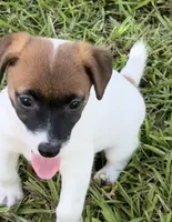 Honey #4, a female Jack Russell Terrier for sale in Cairo, GA – 2 of 8
