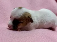Honey #2 , a female Jack Russell Terrier for sale in Cairo, GA – 7 of 7
