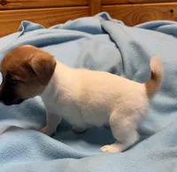 Maggie # 2 , a male Jack Russell Terrier for sale in Cairo, GA – 5 of 7