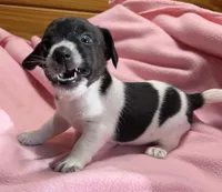 Jelly # 3, a female Jack Russell Terrier for sale in Cairo, GA – Photo 2 of 10