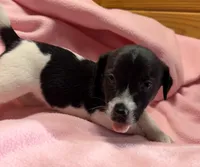 Jelly # 3, a female Jack Russell Terrier for sale in Cairo, GA – Photo 5 of 10