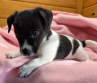 Jelly # 3, a female Jack Russell Terrier for sale in Cairo, GA – Photo 7 of 10