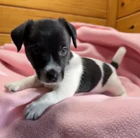 Jelly # 3, a female Jack Russell Terrier for sale in Cairo, GA – Photo 6 of 10