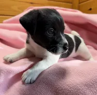 Jelly # 3, a female Jack Russell Terrier for sale in Cairo, GA – Photo 4 of 10