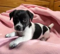 Jelly # 3, a female Jack Russell Terrier for sale in Cairo, GA – Photo 1 of 10