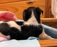 Jelly # 3, a female Jack Russell Terrier for sale in Cairo, GA – Photo 8 of 10