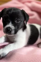 Jelly # 3, a female Jack Russell Terrier for sale in Cairo, GA – Photo 3 of 10