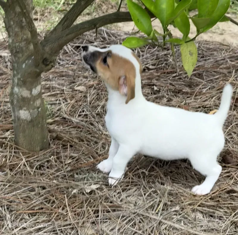 Honey #2  – Jack Russell Terrier puppy for sale in Cairo, GA