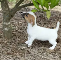 Honey #2 , a female Jack Russell Terrier for sale in Cairo, GA – 1 of 7