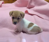 Maggie # 3 , a female Jack Russell Terrier for sale in Cairo, GA – 8 of 10