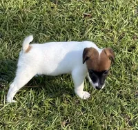Honey #4, a female Jack Russell Terrier for sale in Cairo, GA – 7 of 8