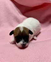 Honey # 4, a female Jack Russell Terrier for sale in Cairo, GA – 7 of 9