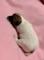 Honey # 4, a female Jack Russell Terrier for sale in Cairo, GA – 4 of 9
