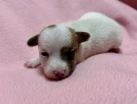 Honey #2 , a female Jack Russell Terrier for sale in Cairo, GA – 4 of 7