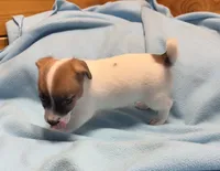 Maggie # 2 , a male Jack Russell Terrier for sale in Cairo, GA – 2 of 7