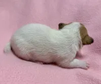 Honey #2 , a female Jack Russell Terrier for sale in Cairo, GA – 5 of 7