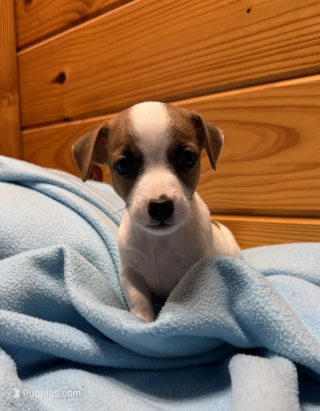 Honey #1  – Jack Russell Terrier puppy for sale in Cairo, GA