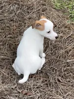 Honey #2 , a female Jack Russell Terrier for sale in Cairo, GA – 7 of 7