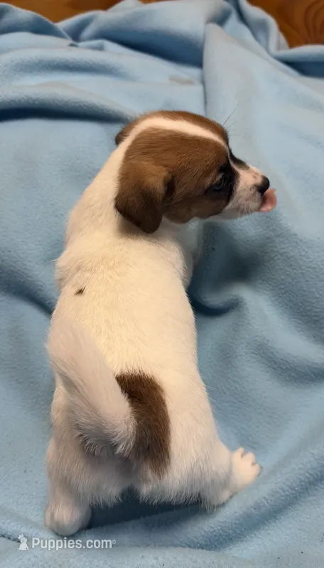 Maggie # 2  – Jack Russell Terrier puppy for sale in Cairo, GA
