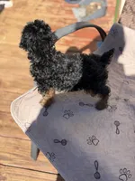 Hunter, a male Yorkipoo for sale in Conyers, GA – 2 of 4
