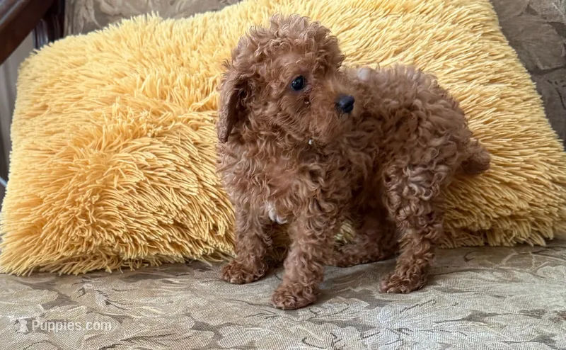 Bear – Poodle - Toy  puppy for sale in Conyers, GA