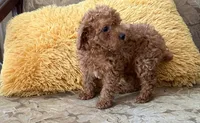 Bear, a male Poodle - Toy  for sale in Conyers, GA – 1 of 4