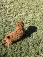 Bear, a male Poodle - Toy  for sale in Conyers, GA – 2 of 4