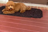 Buzz, a male Poodle - Toy  for sale in Conyers, GA – 5 of 5
