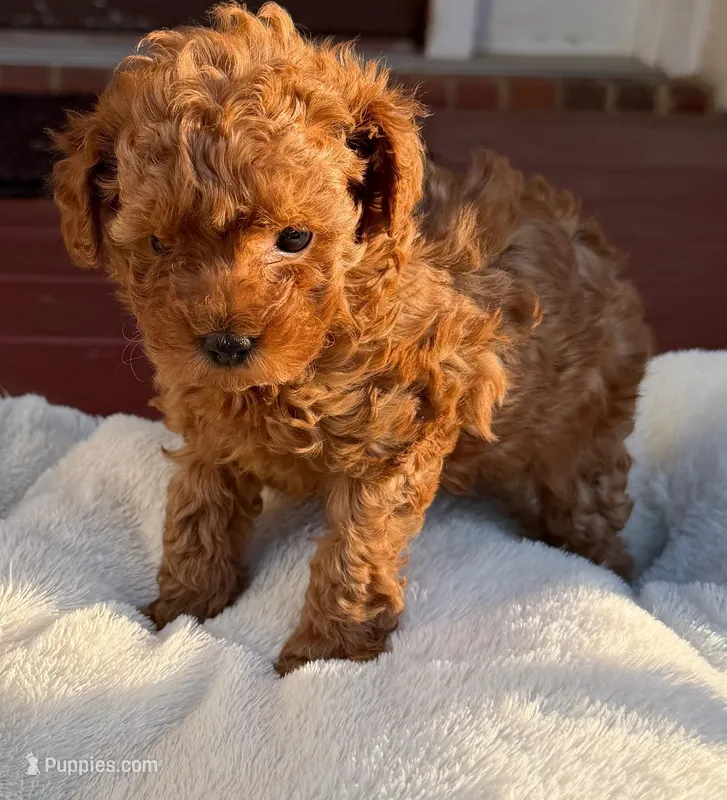 Rocky AKC – Poodle - Toy  puppy for sale in Conyers, GA
