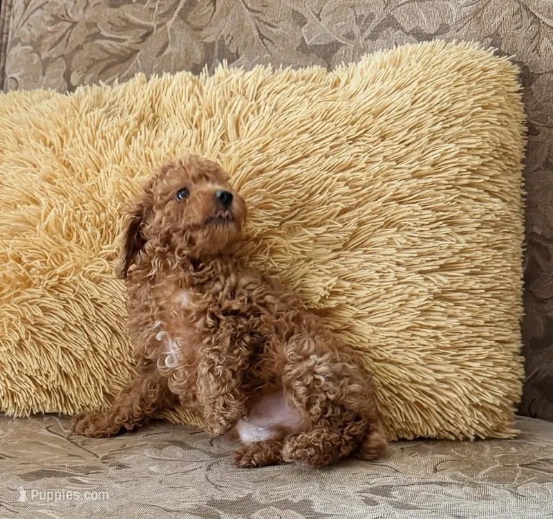 Buzz – Poodle - Toy  puppy for sale in Conyers, GA