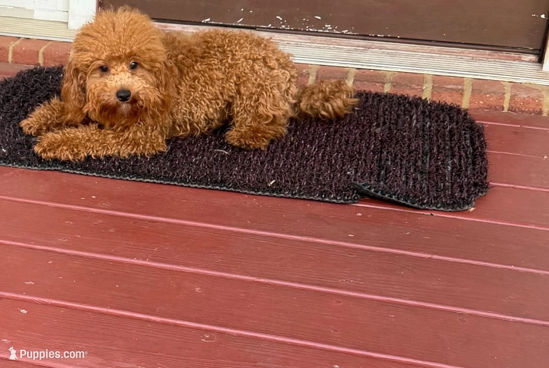 Beau AKC, a male Poodle - Toy  for sale in Conyers, GA – Photo 3 of 3