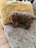 Buzz, a male Poodle - Toy  for sale in Conyers, GA – 2 of 5