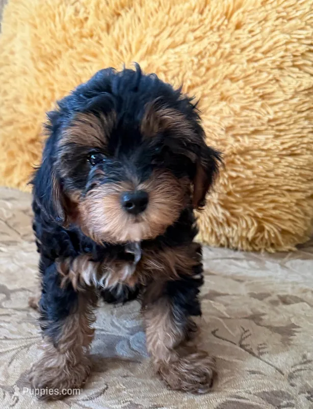 Hunter, a male Yorkipoo for sale in Conyers, GA – 1 of 4