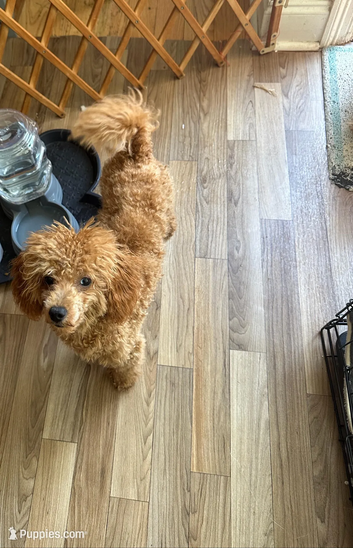 Beau AKC, a male Poodle - Toy  for sale in Conyers, GA – Photo 6 of 6