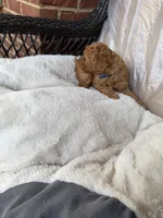 Beau AKC, a male Poodle - Toy  for sale in Conyers, GA – Photo 2 of 3