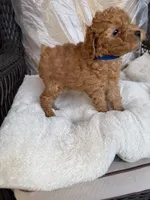 Beau AKC, a male Poodle - Toy  for sale in Conyers, GA – Photo 1 of 3