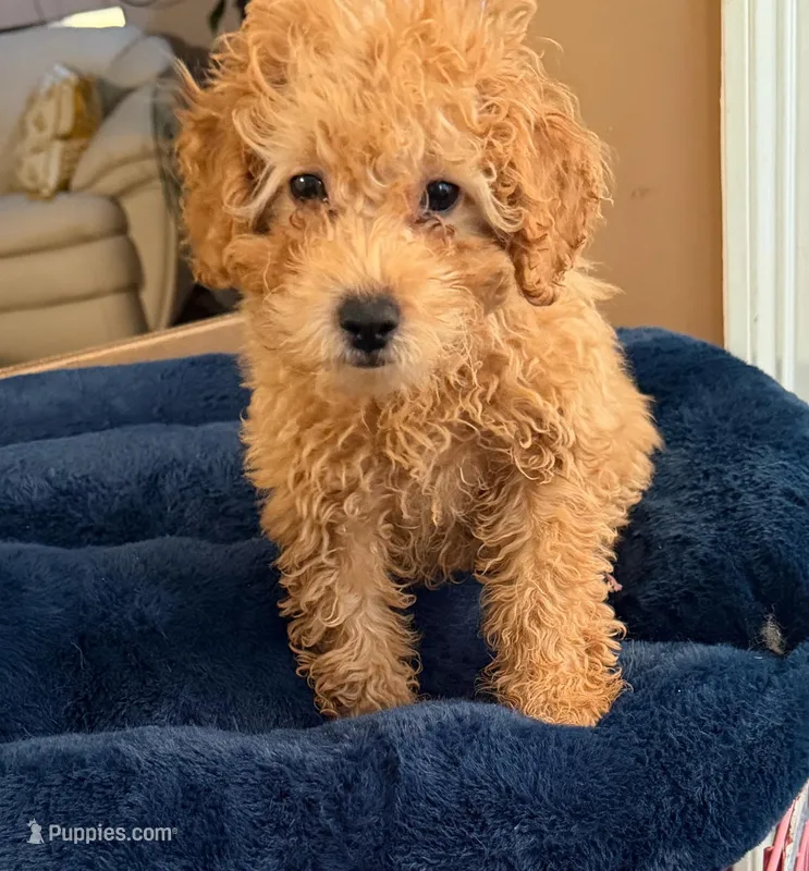 Beau AKC – Poodle - Toy  puppy for sale in Conyers, GA