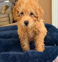 Beau AKC, a male Poodle - Toy  for sale in Conyers, GA – Photo 1 of 6